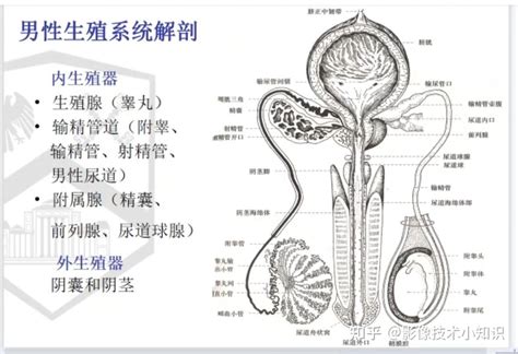 男人 陰莖|男性生殖系統